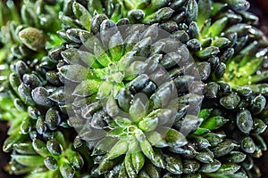 Green succulent with fleecy leaves, macro photo of green aloe leaves