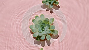 Green succulent flowers on water surface and of waves on pink background. Sun and shadows. Pure pink water with