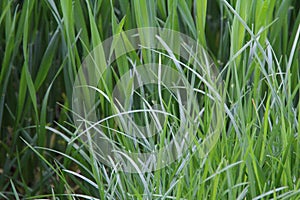 Green succulent grass, green long grass leaves, chlorophyll, lawn plant