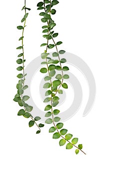 Green succulent leaves hanging climber plant Dischidia sp. iso