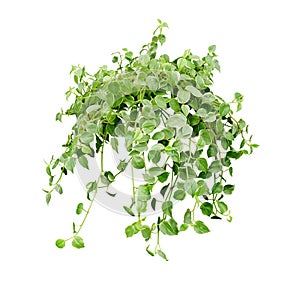 Green succulent leaves hanging vines ivy bush