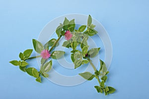 Green succulent leaves and small pink flowers of iceplant