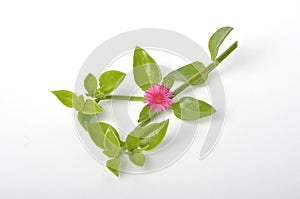 Green succulent leaves and small pink flowers of iceplant