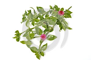 Green succulent leaves and small pink flowers of iceplant