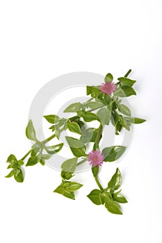 Green succulent leaves and small pink flowers of iceplant