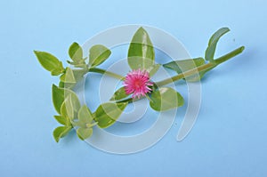 Green succulent leaves and small pink flowers of iceplant