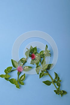 Green succulent leaves and small pink flowers of iceplant