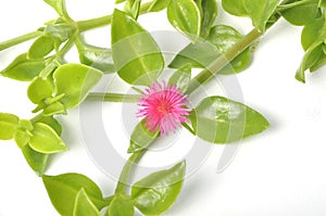 Green succulent leaves and small pink flowers of iceplant