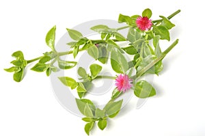 Green succulent leaves and small pink flowers of iceplant