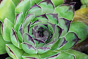 Green succulent plant