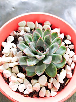 A green succulent plant