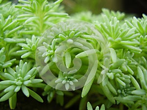 Green succulent plant