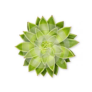 Green succulent plant - cactus flower plant top view isolated on white background