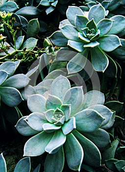 Succulent plant, flowers