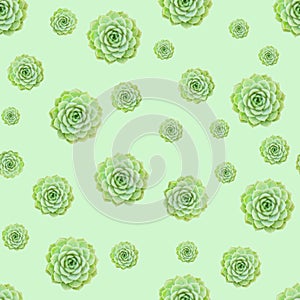 Green Succulent Plant Pattern Background