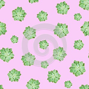 Green Succulent Plant Pattern Pink Background