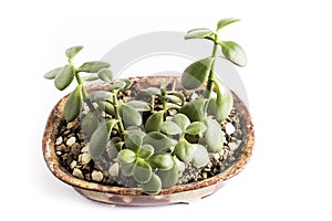 Green succulent plant in a terracotta pot