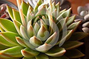 Green succulent plant with thick funny leaves, close-up. Top view of echeveria with red tips. High-quality photo