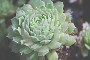 Green Succulent Plant