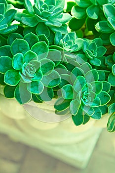 Green succulent plants