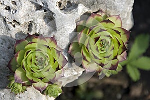 Green succulent plants