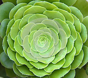 Green succulent plants.Green succulent cactus flower tropical plant top view isolated on white background, clipping path