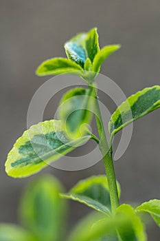 Green succulent plants and leaves macro shot