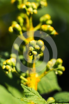 Green succulent plants and leaves macro shot