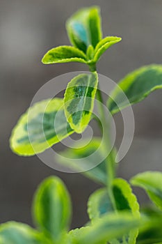 Green succulent plants and leaves macro shot