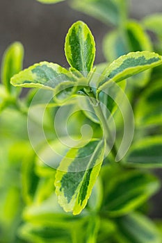 Green succulent plants and leaves macro shot