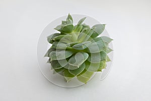 Green succulent rosette on light gray background, close-up. Side view on echeveria plant with thick funny leaves for