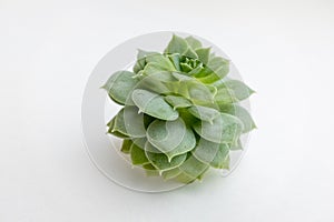 Green succulent rosette on white background, close-up. Side view on echeveria plant with thick funny leaves for