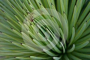 Green succulent sharp cactus, Mexico photo