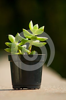 Green succulent type plant in a pot with blurred background