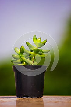 Green succulent type plant in a pot with blurred background