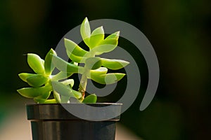 Green succulent type plant in a pot with blurred background