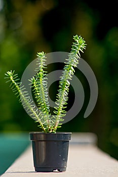 Green succulent type plant in a pot with blurred background