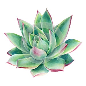 Green Succulent on white background, watercolor botanical illustration, echeveria