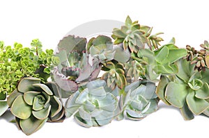 Green succulents