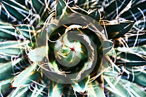 Green succulents cacti. Close-up. Background. Tropical plant