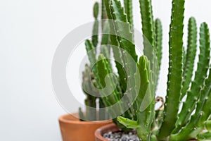 Green succulents and cactus with white background