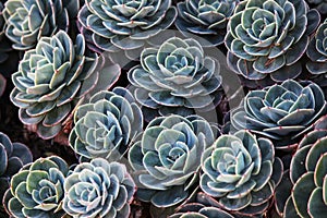 Green succulents photo