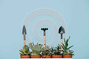 Green succulents in pots and rake with shovels