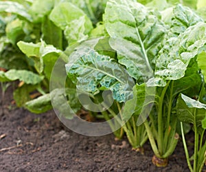 Green sugar beetroot or fodder beet leaves in the field growing on bed