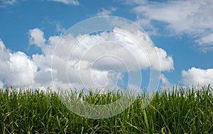Green sugar cane field under a blue sky and fluffy white clouds