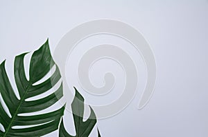 Green sugarcane leave on white background and copy space for ins