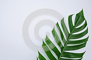 Green sugarcane leave on white background and copy space for ins