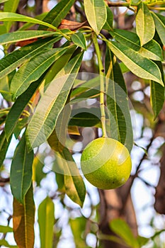 Green Suicide tree, Pong-pong, Othalanga (Cerbera oddloam) fruit