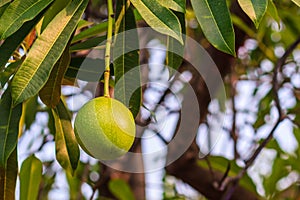 Green Suicide tree, Pong-pong, Othalanga (Cerbera oddloam) fruit