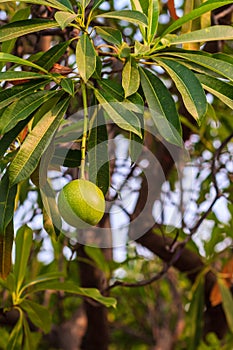 Green Suicide tree, Pong-pong, Othalanga (Cerbera oddloam) fruit